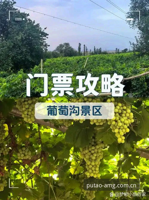 新葡萄官网平台避坑实用指南：从数据看懂踏踏实实做牌子中国官网的改版逻辑